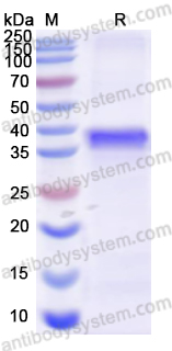 Recombinant Human TRAF3 Protein, N-His