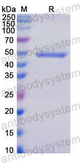 Recombinant Human IK Protein, N-GST