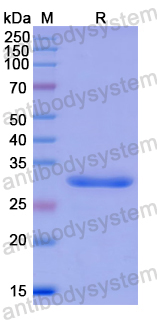 Recombinant Human PPFIA1 Protein, N-His
