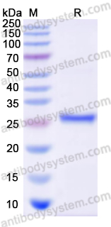 Recombinant Human FADD Protein, N-His