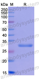 Recombinant Human PRDX4 Protein, N-His