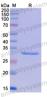 Recombinant Human MMRN1 Protein, N-His