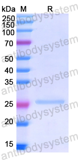 Recombinant Human CD150/SLAMF1 Protein, N-His