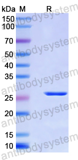 Recombinant Human PABPC4 Protein, N-His