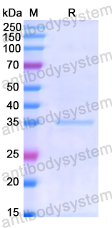 Recombinant Human PTPRS Protein, N-His