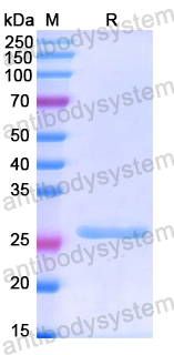 Recombinant Human SP140 Protein, N-His