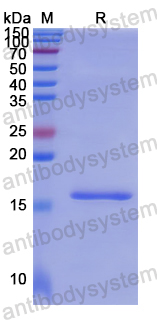 Recombinant Human CD11d/ITGAD Protein, N-His