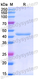 Recombinant Human PLD1 Protein, N-His