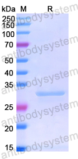 Recombinant Human ADAM9 Protein, N-His