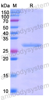 Recombinant Human ADAM15 Protein, N-His