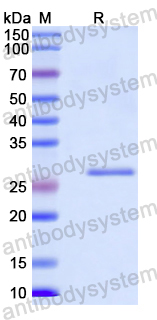 Recombinant Human MYO9B Protein, N-His