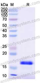 Recombinant Human TOP3A Protein, N-His