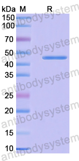 Recombinant Human TCIRG1 Protein, N-His