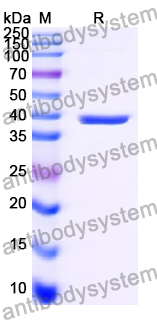 Recombinant Human BIRC2 Protein, N-GST