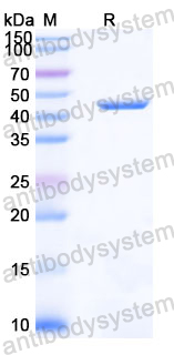 Recombinant Human PIN1 Protein, N-GST
