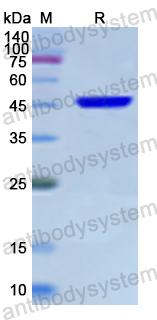 Recombinant Human DCTN2 Protein, N-His
