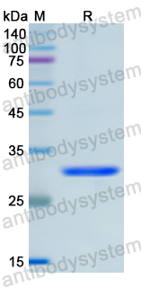 Recombinant Human CUL1 Protein, N-His