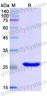 Recombinant Human CDH18 Protein, N-His
