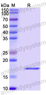 Recombinant Human HTR4 Protein, N-His-SUMO