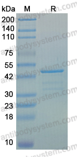 Recombinant Human CD166/ALCAM Protein, N-GST-His