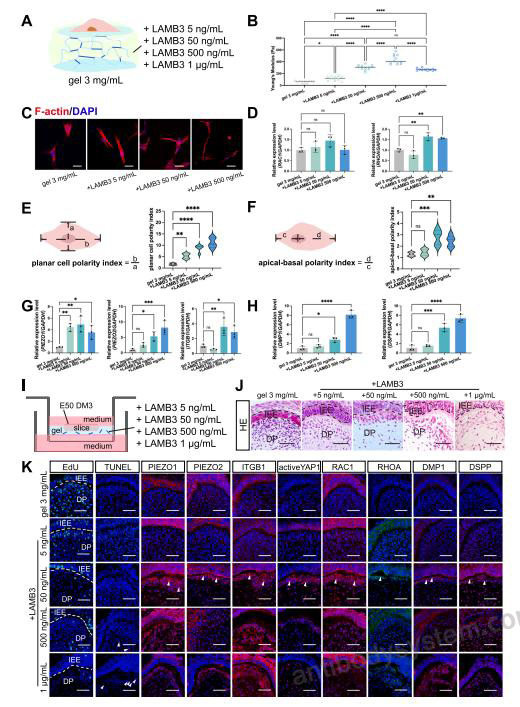 Bioactivity for Recombinant Human LAMB3 Protein, N-His ?>
