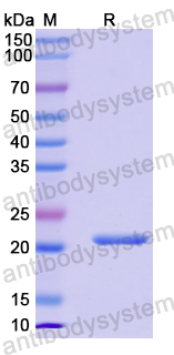 Recombinant Human DDX39B/BAT1/UAP56 Protein, N-His