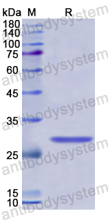Recombinant Human BLMH Protein, N-His