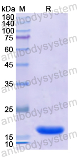 Recombinant Human BMPR2 Protein, N-His