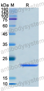 Recombinant Human CAPS Protein, N-His