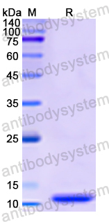 Recombinant Human CEACAM7 Protein, N-His