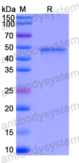 Recombinant Human IL16 Protein, N-His