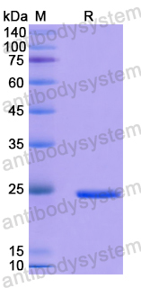 Recombinant Human IL16 Protein, N-His-SUMO