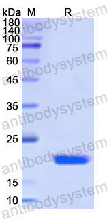 Recombinant Human CIRBP Protein, N-His