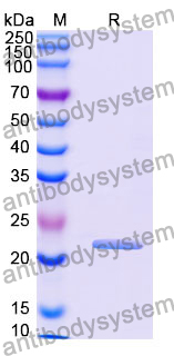 Recombinant Human CIRBP Protein, N-His-SUMO & C-Strep