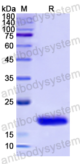 Recombinant Human COTL1 Protein, N-His