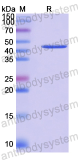 Recombinant Human SCARB2/CD36L2 Protein, N-His