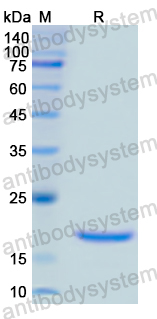 Recombinant Human IL18/IL1F4 Protein, C-His