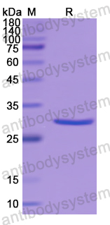 Recombinant Human CRMP1 Protein, N-His