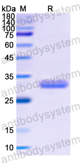 Recombinant Human ENDOG Protein, N-His