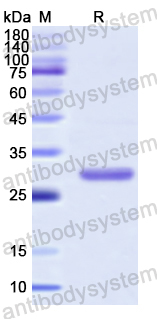 Recombinant Human FGL2 Protein, N-His