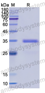 Recombinant Human GAS6 Protein, N-His
