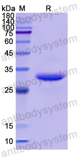 Recombinant Human GRB7 Protein, N-His
