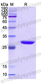 Recombinant Human BECN1 Protein, N-His