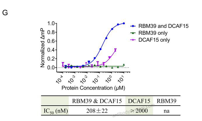 Bioactivity for Recombinant Human RBM39 Protein, N-His ?>