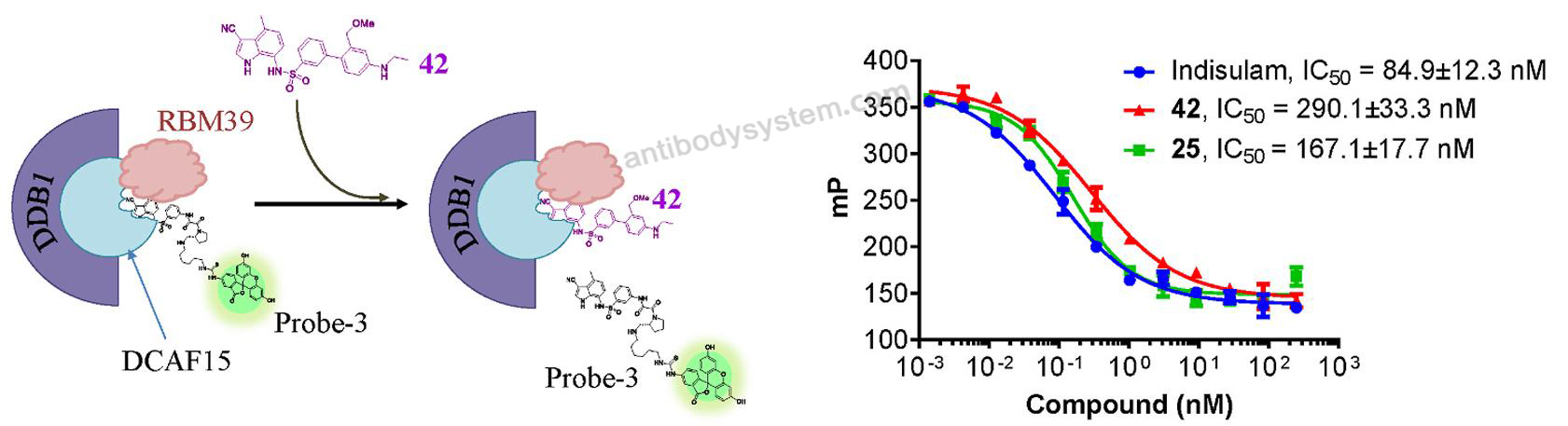 FP for Recombinant Human RBM39 Protein, N-His ?>