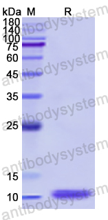 Recombinant Human WFDC2 Protein, N-His