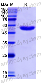 Recombinant Human SPARCL1 Protein, N-GST