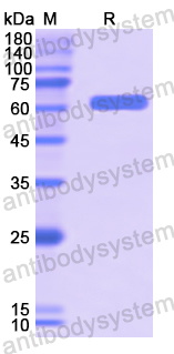 Recombinant Human HABP2 Protein, N-His
