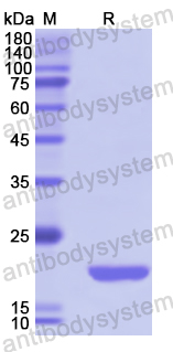 Recombinant Human HLTF Protein, N-His