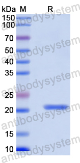 Recombinant Human ELAVL3 Protein, N-His